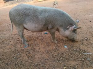 Un porc rustique fouillant le sol à la recherche de nourriture dans un environnement africain.