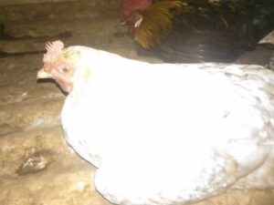 Une poule couve ses œufs dans un nid, dans une cour en terre en Afrique