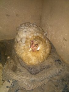Une poule posée sur son nid en train de couver ses œufs, dans une cour africaine