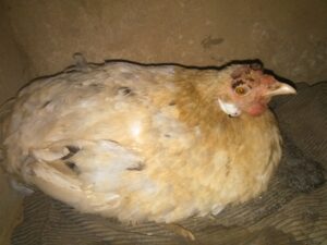Une poule installée dans un nid, en train de couver ses œufs dans un village africain