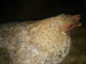 Une poule rustique se tenant dans l'obscurité de la nuit, dans un environnement local.