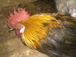 Un coq paisible reposant dans un environnement africain nocturne, sous un ciel étoilé.