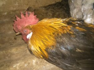 Un coq paisible reposant dans un environnement africain nocturne, sous un ciel étoilé.