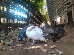 Des poules en train de se reposer paisiblement sous une case dans un environnement rural.