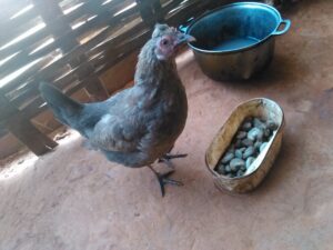 Une poule qui cherche à manger au sol, explorant son environnement naturel afrique