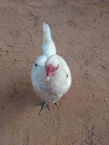Une poule indigène africaine cherchant de la nourriture sur le sol dans un environnement rural