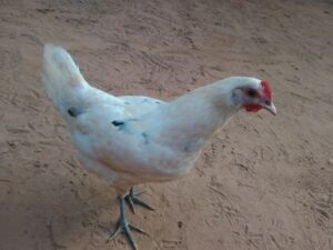 Une poule indigène africaine cherchant de la nourriture dans un environnement naturel