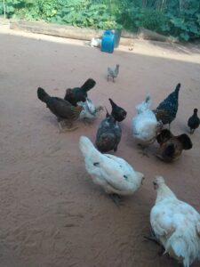 Des poules africaines indigènes picorant le sol, dans un environnement naturel