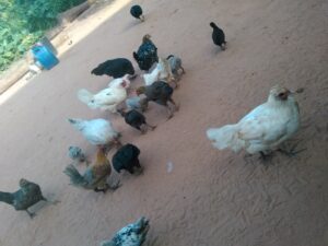 Des poules africaines cherchent leur nourriture en picorant le sol.