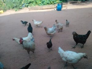 Des poules et un coq picorant le sol dans un environnement rural, illustrant leur comportement naturel.