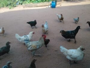 Une poule locale africaine et un coq picorant ensemble dans un environnement rural
