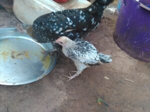 Des poules indigènes africaines picorant dans un plateau contenant de la nourriture