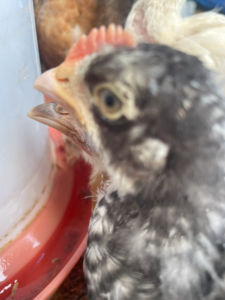 Un poussin de plus de 10 jours boit de l’eau dans un abreuvoir.
