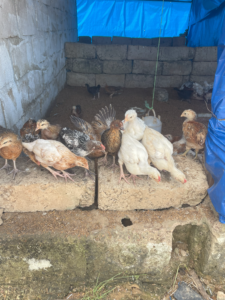 Plusieurs poussins jaunes regroupés sur de la paille