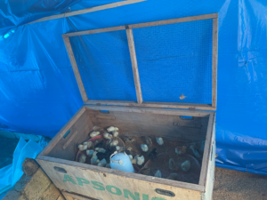 Jeunes poissons nageant dans un poussinoir flottant sur un plan d’eau