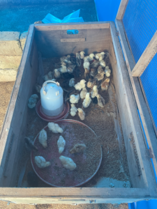 Des poissons nageant à l’intérieur d’un poussinoir flottant dans un bassin ou un plan d’eau