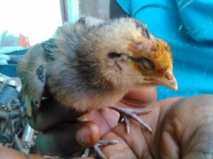 Un petit poussin jaune posé dans la paume d’une main