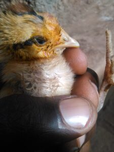 Un poussin jaune niché dans la main d’une personne