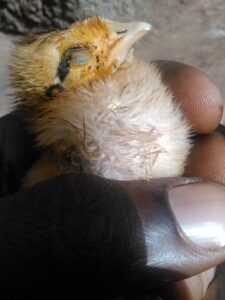 Un petit poussin jaune posé dans la paume d'une main humaine