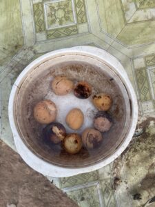 Bol contenant des semences d'avocat, prêtes à être cultivées pour produire de nouveaux plants.