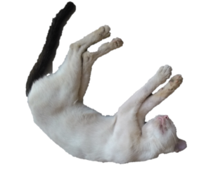 Un chat blanc endormi, détendu et paisible, dans un décor évoquant l’Afrique