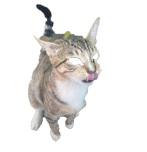 Un chat assis avec la langue sortie, impatient de recevoir sa nourriture.