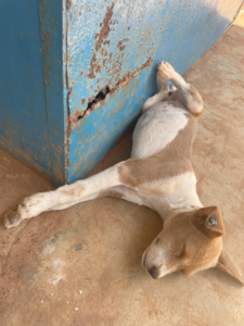 Dessin d’un petit chien allongé sur le sol, avec les pattes suspendues, décoré de motifs africains colorés