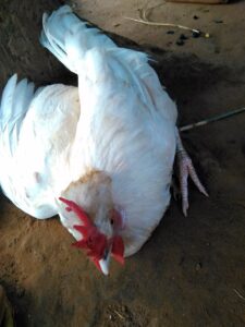 Photo d’un coq blanc aux plumes éclatantes, dans un environnement rural ou de ferme.