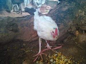 Image d’un coq blanc, avec ses plumes immaculées, dans un environnement rural ou de ferme.