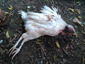 Image d’un coq qui a été abattu, montrant ses plumes et son corps dans un contexte rural ou agricole.