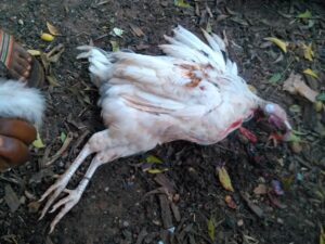 Image d'un coq qui a été abattu, montrant ses plumes et son corps dans un contexte rural ou de ferme.