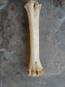 Un os d'animal, probablement d'un mammifère, posé sur un fond clair