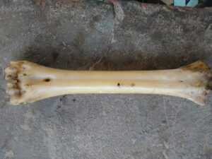 Un os d'animal, probablement d'un mammifère, posé sur un fond neutre