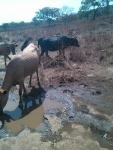 Une vache africaine boit dans un ruisseau qui traverse la brousse, entourée de végétation.
