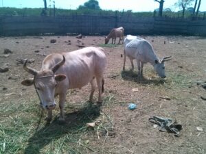 Une vache africaine dans un enclos en plein air, entourée de clôtures en bois, sur un sol sec.