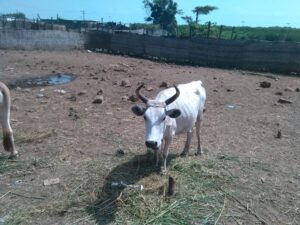 Vache africaine dans un enclos extérieur, entourée de clôtures en bois et sur un sol sec, sous un ciel dégagé.