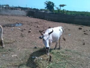 Vache dans un enclos extérieur en Afrique, entourée de clôtures en bois, sur un sol sec, sous un ciel clair.
