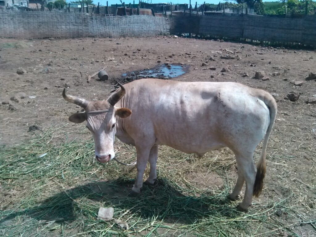 Vache africaine dans un enclos extérieur, entourée de clôtures en bois et de sol sec, sous un ciel dégagé.