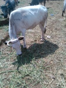 Vache africaine dans un enclos extérieur, entourée de clôtures en bois sur un sol sec, par temps clair.