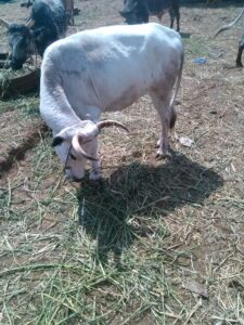 Une vache africaine se tient dans un enclos en plein air, entourée de terre battue et de clôtures en bois, sous un ciel dégagé.