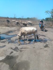 Vache africaine en train de boire dans un ruisseau, entourée de végétation de la brousse africaine.