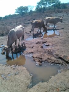 Vache africaine s’abreuvant dans un ruisseau qui traverse la brousse, entourée de végétation.
