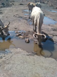 Une vache africaine en train de boire dans un ruisseau qui coule à travers la brousse africaine.