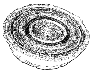 Image d'une grande calebasse séchée, avec un couvercle en fibres tissées à la main, originaire d'Afrique